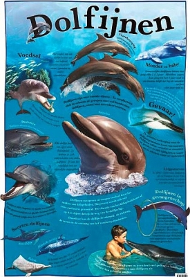 Educatieve poster Dolfijnen