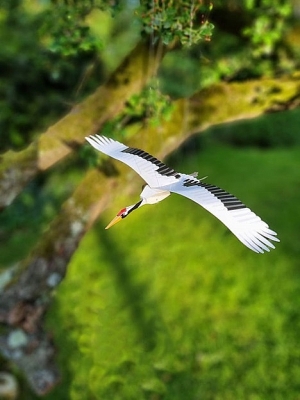 Kraanvogel Piet design