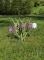 Kievitsbloemen Piet Design
