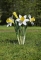 Wilde Narcissen Piet design